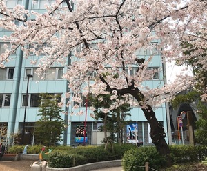 校舎前の桜.jpg