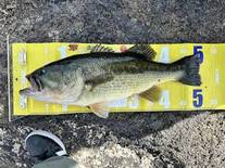 新入生歓迎つり大会実施しました！～おかっぱりで50アップも！？～