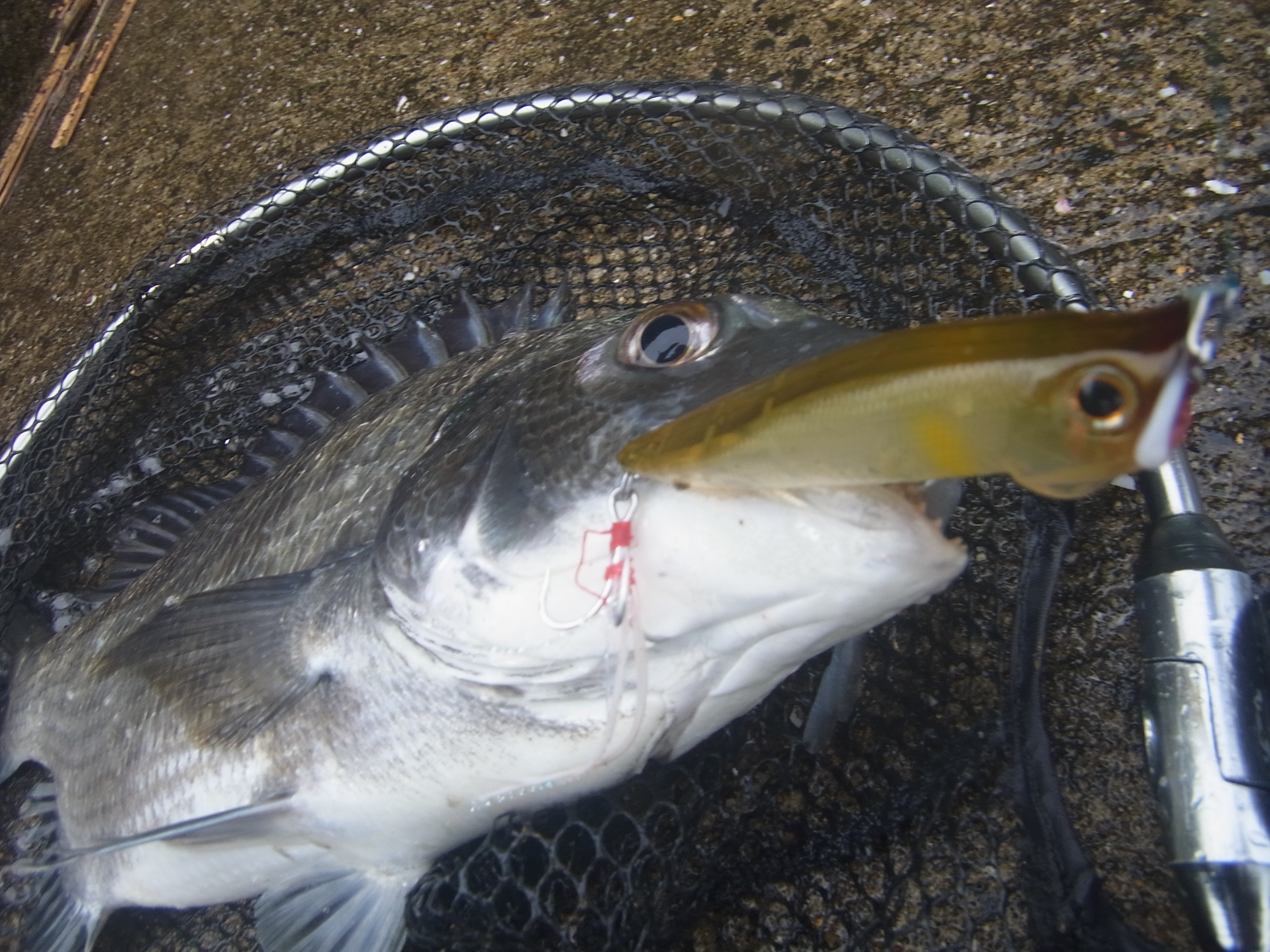 福岡校 トップで楽しいチヌ釣り実習 フィッシング 釣り でプロを目指す 釣り専門校 スクール ならヒューマンアカデミー